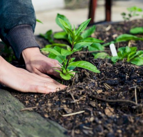 Den hurtige oversigt: Plantevejledninger